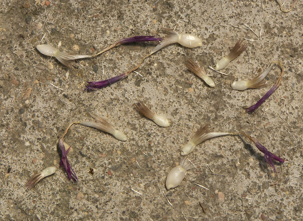 Image of Centaurea ossethica specimen.