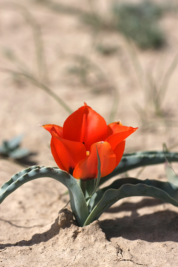 Image of Tulipa borszczowii specimen.