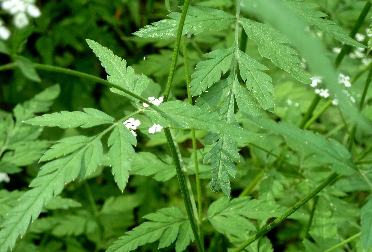 Image of Torilis japonica specimen.