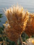 Centaurea salonitana