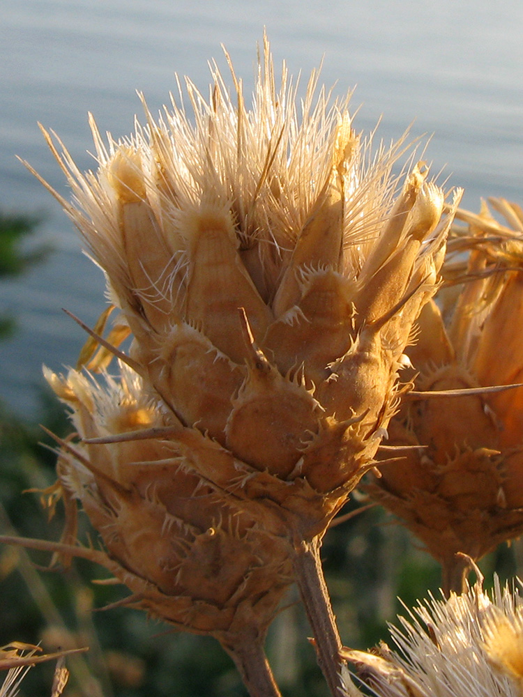 Изображение особи Centaurea salonitana.