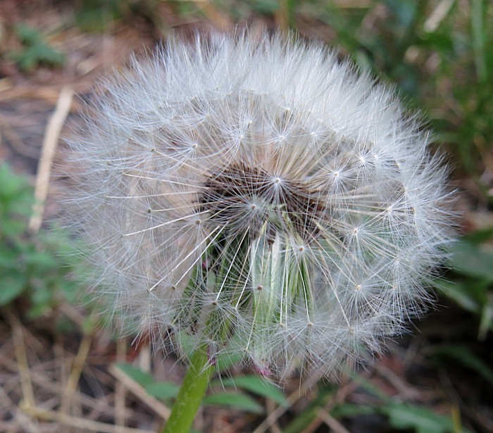 Изображение особи Taraxacum officinale.