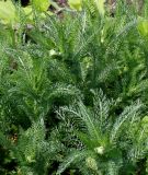 Achillea aspleniifolia