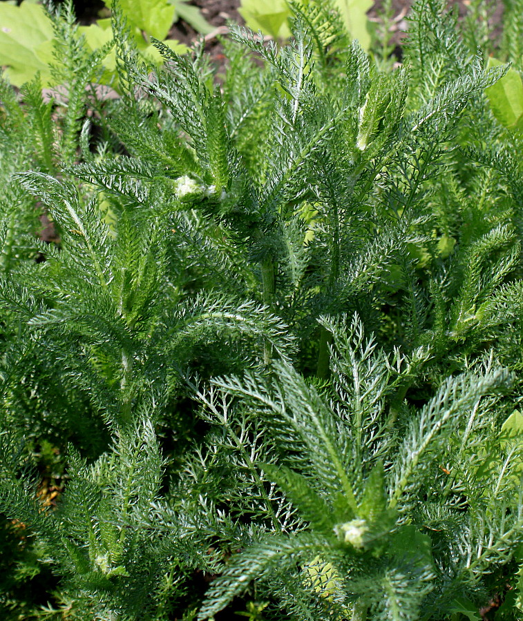 Image of Achillea aspleniifolia specimen.