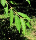 Callicarpa japonica. Верхушка ветви. Абхазия, г. Сухум, ботанический сад. 12.06.2012.