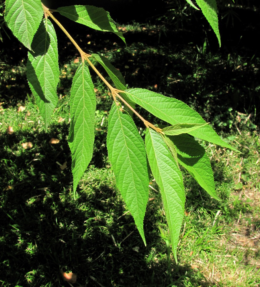 Image of Callicarpa japonica specimen.