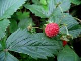 Fragaria vesca