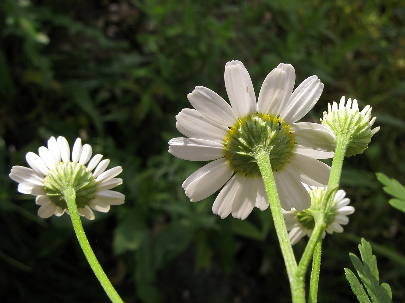 Изображение особи Pyrethrum parthenifolium.