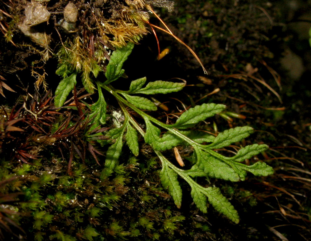 Image of Cryptogramma stelleri specimen.