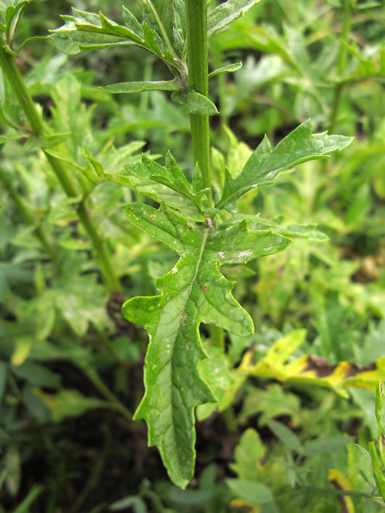 Image of Senecio grandidentatus specimen.