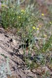 Koelpinia linearis. Цветущее и плодоносящее растение. Южный Казахстан, восточная граница пустыни Кызылкум. 05.05.2013.