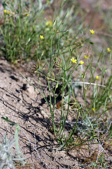 Image of Koelpinia linearis specimen.