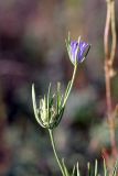 Nigella integrifolia. Плод и цветок. Южный Казахстан, восточная граница пустыни Кызылкум. 07.05.2013.