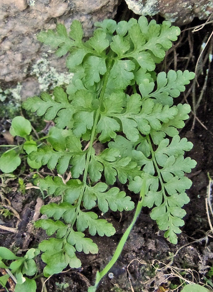 Изображение особи Cystopteris fragilis.