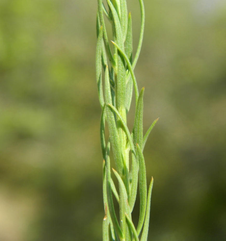 Image of Galatella linosyris specimen.