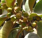 Ficus rubiginosa. Верхушка ветви с плодами. Израиль, г. Беэр-Шева, городское озеленение. 01.11.2013.