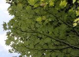 Acer circinatum