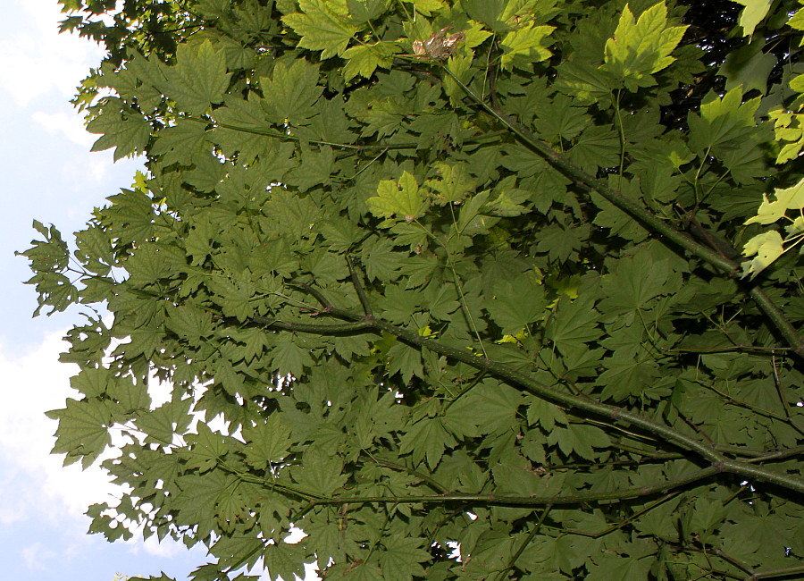 Image of Acer circinatum specimen.