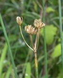 Tulbaghia violacea