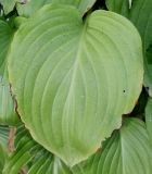 Hosta plantaginea