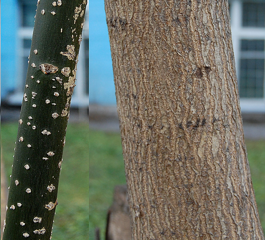 Image of Styphnolobium japonicum specimen.