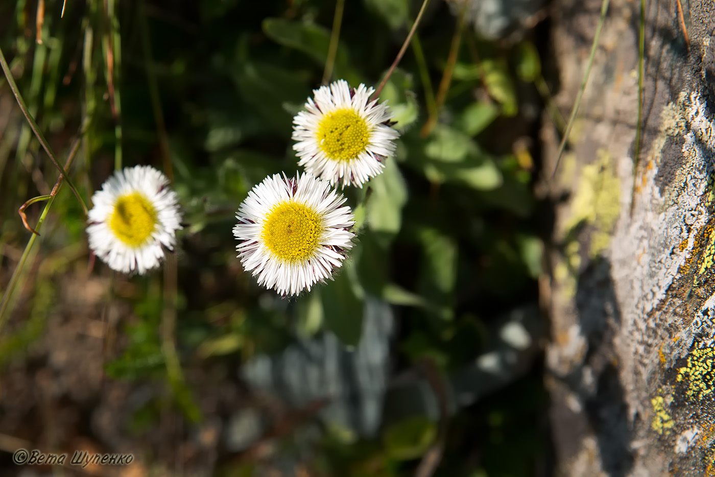 Изображение особи Erigeron eriocalyx.