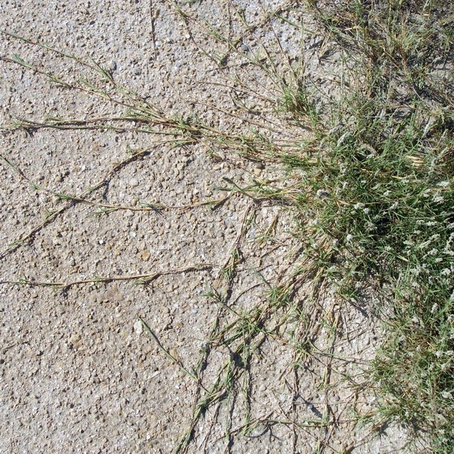 Image of Aeluropus littoralis specimen.