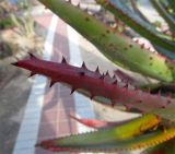 Aloe ferox. Кончик листа. Израиль, г. Беэр-Шева, городское озеленение. 26.02.2014.