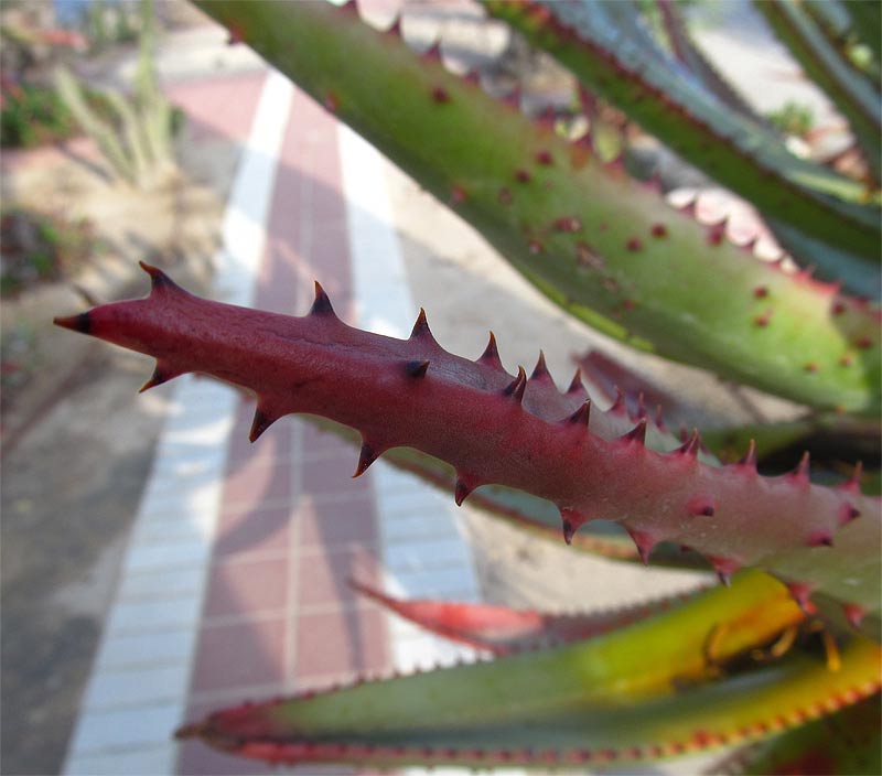 Изображение особи Aloe ferox.