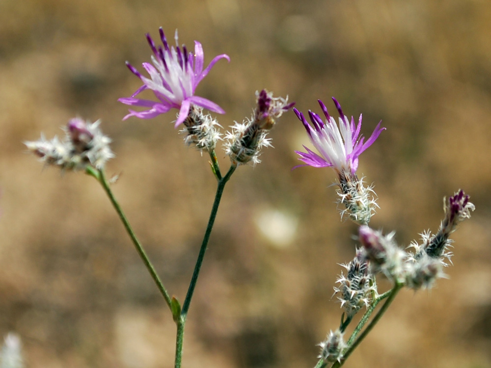 Изображение особи Centaurea pseudosquarrosa.