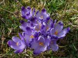 Crocus heuffelianus