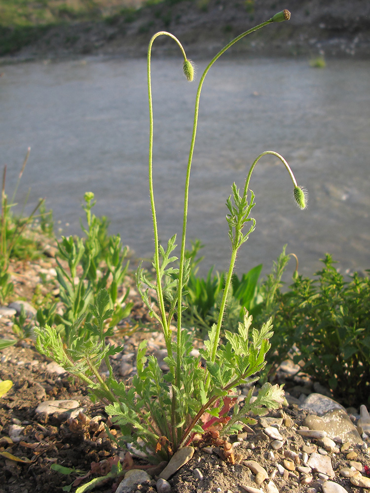 Image of Papaver stevenianum specimen.