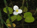Hydrocharis morsus-ranae. Растение с мужским цветком. Нидерланды, окрестности Гронингена, стоячий водоем. Июнь 2007 г.