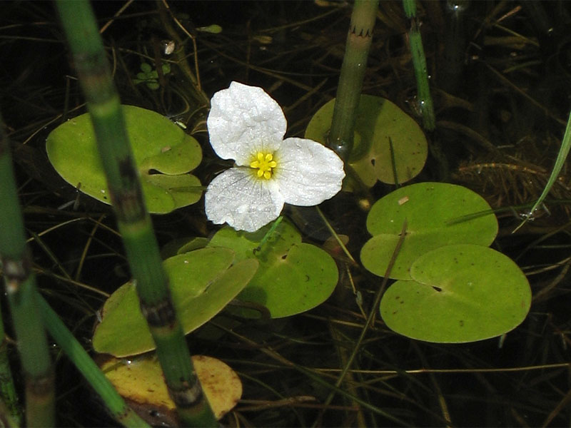 Image of Hydrocharis morsus-ranae specimen.