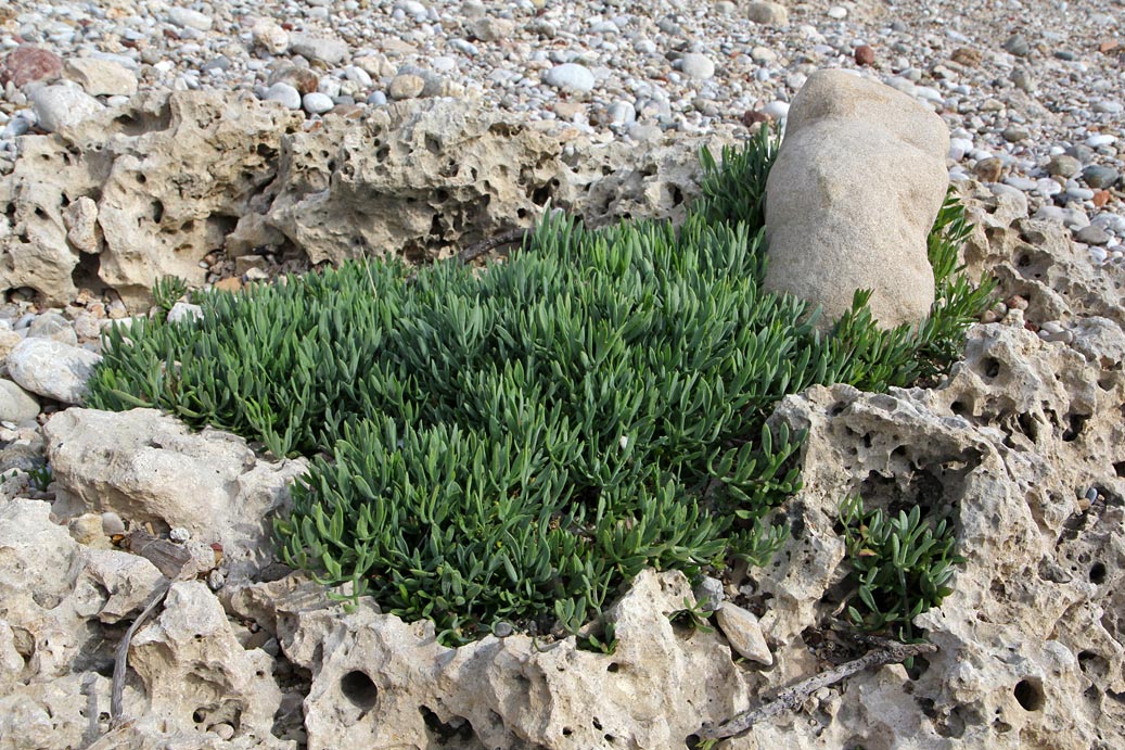 Изображение особи Crithmum maritimum.