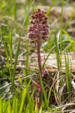 Petasites hybridus