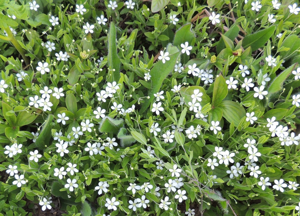 Image of Moehringia lateriflora specimen.