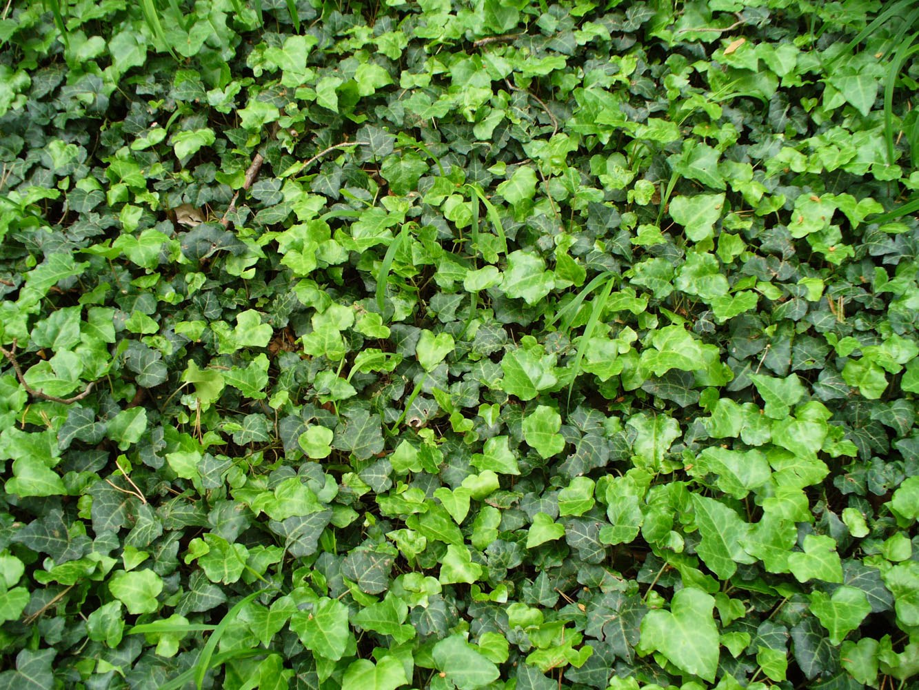 Image of Hedera helix specimen.