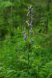 Aconitum septentrionale. Соцветие. Тверская обл., Пеновский р-н, смешанный лес. 10.07.2009.