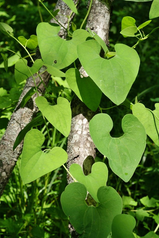 Image of Aristolochia contorta specimen.