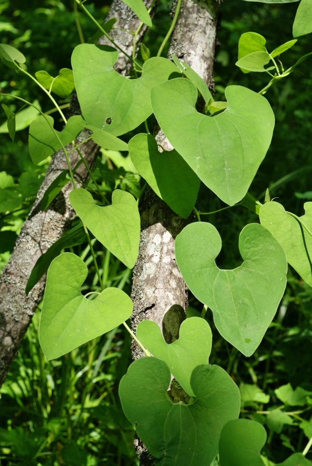 Изображение особи Aristolochia contorta.