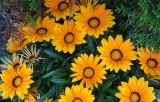 род Gazania