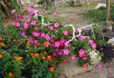 Adenium obesum. Верхушка цветущего растения. Израиль, впадина Мёртвого моря, пос. Эйн Бокек. 11.05.2014.