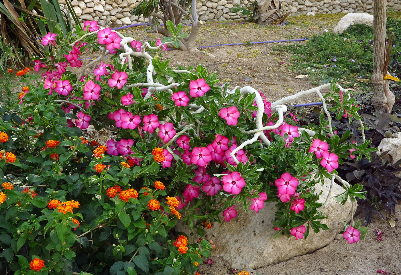 Image of Adenium obesum specimen.