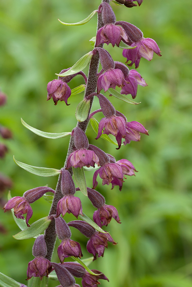 Изображение особи Epipactis atrorubens.