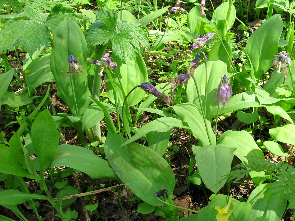 Image of Erythronium sibiricum specimen.