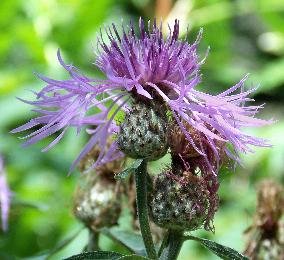 Image of Centaurea salicifolia specimen.