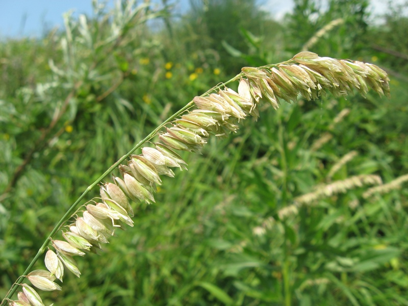 Image of Melica altissima specimen.