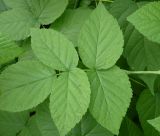 Rubus idaeus