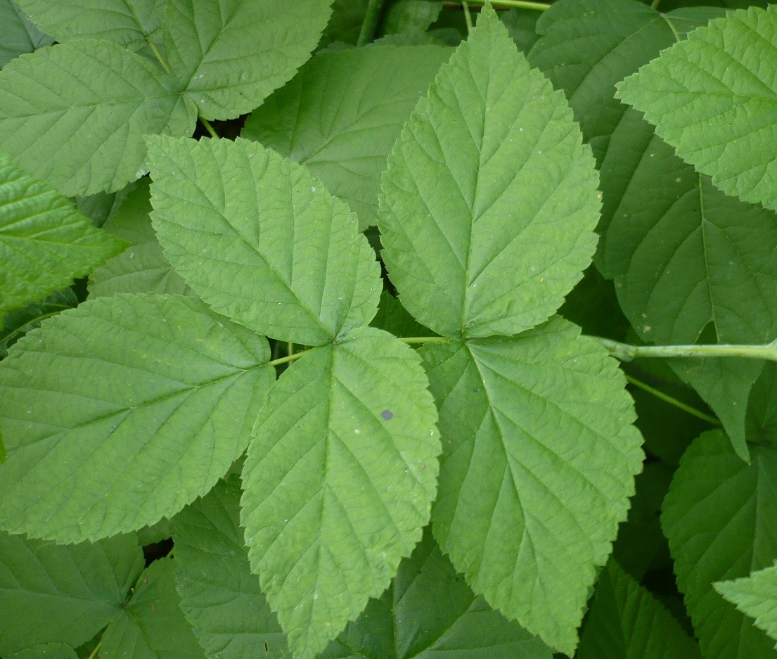 Image of Rubus idaeus specimen.